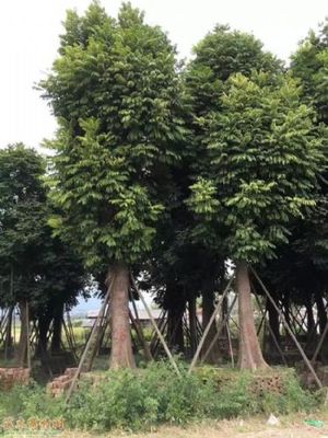 人面子報(bào)價(jià)-苗木花木價(jià)格查詢