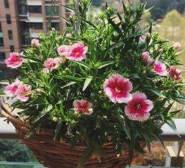 這7種花卉盆栽,花期長(zhǎng)得離譜,最后一種長(zhǎng)得特別霸氣