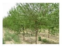 【京桃苗木批發(fā)/本溪山誠苗木】京桃苗木批發(fā)/本溪山誠苗木批發(fā)價(jià)格,廠家,圖片,本溪山誠苗木 -企業(yè)庫網(wǎng)