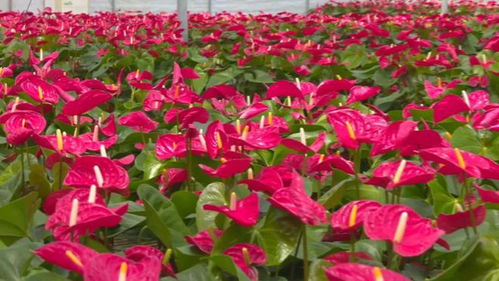 縣區(qū)動(dòng)態(tài) 武平縣 花卉產(chǎn)業(yè) 助農(nóng)增收