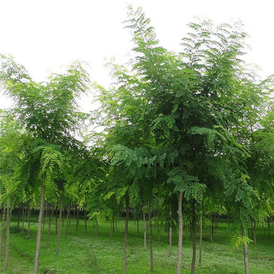 基地直銷優(yōu)質(zhì)國槐 綠化景觀苗木 國槐小苗批發(fā) 優(yōu)質(zhì)綠化苗 可實(shí)地看苗 禾禾苗木圖片_高清圖_細(xì)節(jié)圖-泰安市岱岳區(qū)禾禾苗木專業(yè)合作社