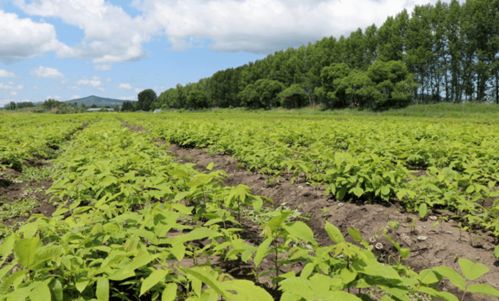 做大做強核桃楸 助力中藥材產(chǎn)業(yè)發(fā)展