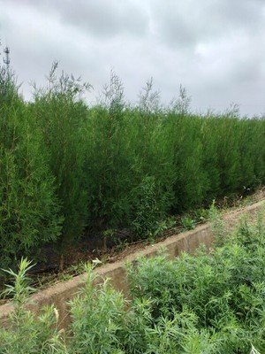 西藏側(cè)柏苗苗木