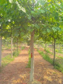 毛白楊 形態(tài)特征 二次截干法桐.國槐.毛白楊.合歡.白蠟.1...