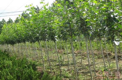 【泰安低價(jià)供應(yīng)垂絲海棠海棠價(jià)格綠化苗基地有苗廠家直銷】泰安市泰山區(qū)青聯(lián)苗木種植農(nóng)民專業(yè)合作社