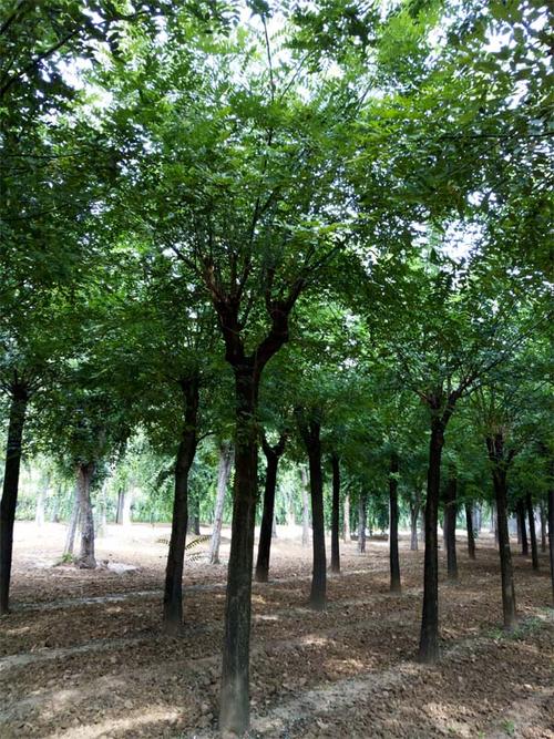 國(guó)槐報(bào)價(jià)|泰安瀅涵苗木|沈陽(yáng)國(guó)槐_國(guó)槐報(bào)價(jià)移動(dòng)版