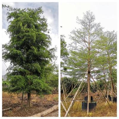 苗倉會員風采|粵創(chuàng):成功打通定制苗木之路