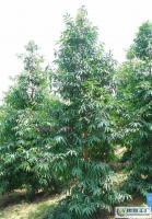 大量0優(yōu)質常綠苗木喬木竹柏_農副產品_世界工廠網中國產品信息庫