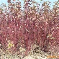 供應(yīng)紅瑞木 綠化苗木紅瑞木 灌木 彩葉灌木 樹(shù)苗 紅瑞木小苗