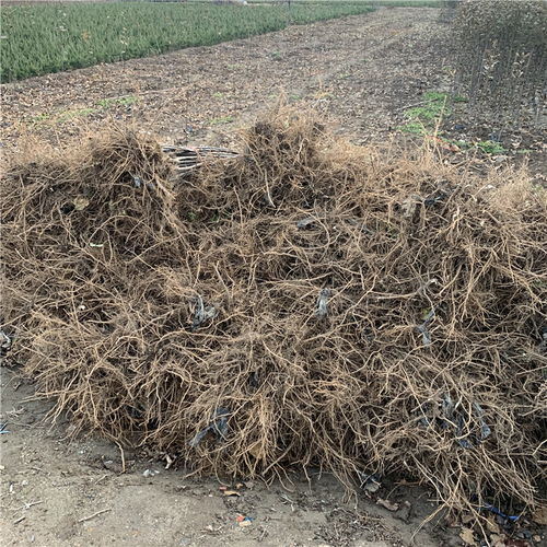 【批發矮化柱狀蘋果苗、批發矮化柱狀蘋果苗基地】- 