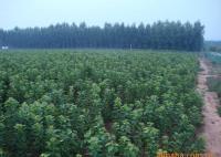 櫻桃樹苗紅燈、美早、早黃金[供應(yīng)]_綠化苗木_世界工廠網(wǎng)中國(guó)產(chǎn)品信息庫(kù)
