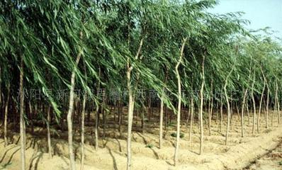 【法桐、櫻花、桂花、龍柏、垂柳--綠化苗木!】?jī)r(jià)格_廠家_圖片 -