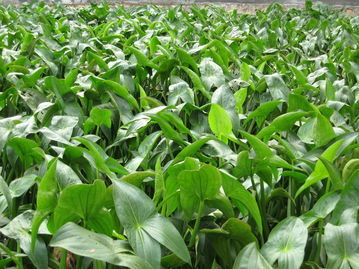 銷售慈姑 供應(yīng)慈姑 綠美源苗木園藝場