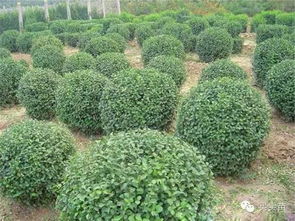 盤點苗木產(chǎn)業(yè)從 興 到 衰 ,中小苗圃的未來在哪里