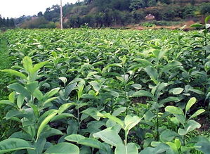 好苗木就選深山含笑 九江深山含笑供應(yīng) 好服務(wù) 誠信商 江西深山含笑苗木