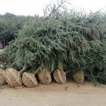 綠化苗木精品工程6米雪松價格行情苗圃實拍視頻電話看貨4m5m6米雪松價格圖片大全 南京市浦口天昱生態(tài)苗木場