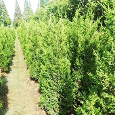 銷售信息 30公分側(cè)柏 側(cè)柏小苗 帥陽苗木 實地價格查詢