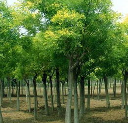 國(guó)槐苗木