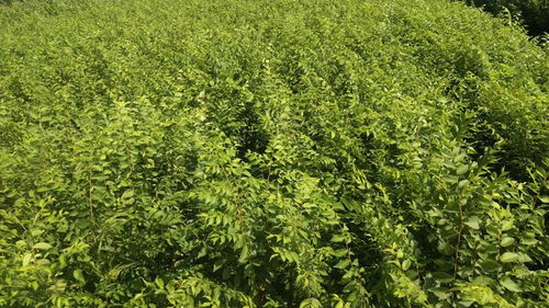 江蘇南通桂花園林 哲瑋苗木