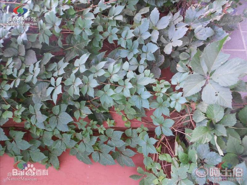 【遼寧五葉/三葉地錦 爬山虎小苗 新疆爬山虎 內(nèi)蒙三葉地錦哪里買】002,價(jià)格,廠家,供應(yīng)商,花木,開(kāi)原市富春苗木經(jīng)銷處 - 產(chǎn)品庫(kù)