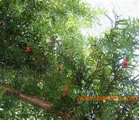 曼地亞紅豆杉,鴻林苗木 ,紅豆杉小苗,曼地亞紅豆杉,鴻林苗木 ,紅豆杉小苗生產(chǎn)廠家,曼地亞紅豆杉,鴻林苗木 ,紅豆杉小苗價(jià)格