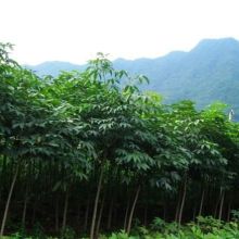  沭陽縣狀元綠化苗木場 主營 馬褂木 七葉樹 楓香