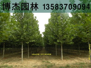 10公分全冠分枝法桐山東濰坊售價