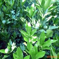 核桃苗,梨苗,獼猴桃苗四川 廣元 蒼溪蒼溪縣常生苗木藥材開發(fā)有限責(zé)任公司產(chǎn)品供應(yīng)第1頁