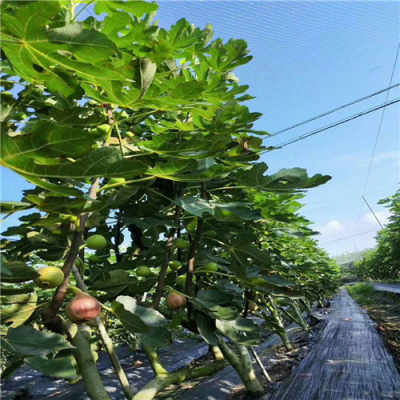 新聞 成都金奧芬無花果 一公分無花果樹苗供應(yīng)產(chǎn)品基地