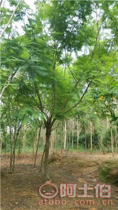 【四川藍花楹開花基地直銷,漳州藍花楹基地供應(yīng)價格】綠化苗木,價格,廠家,供應(yīng)商,花木,漳浦縣閩龍花卉種植園 - 產(chǎn)品庫