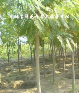 供應綠化苗木:低價出售各種合歡、銀杏、廣玉蘭等_農副產品_世界工廠網(wǎng)中國產品信息庫