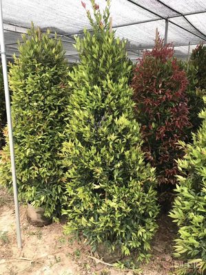 【江西綠化苗木袋苗紅車、農戶種植】綠化苗木,價格,廠家,供應商,花木,龍海市東泗興輝園藝場 - 產品庫