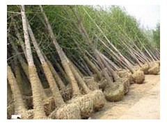 山東五角楓苗木基地供應(yīng)15公分五角楓樹、名運(yùn)苗木基地出售|喬灌木|綠化苗木|供應(yīng)信息|597苗木網(wǎng)