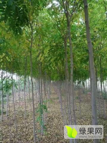 2020綠化苗木價(jià)格行情走勢(shì)