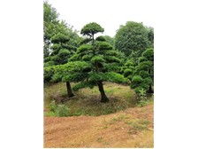 長沙市雨花區(qū)瑞達綠化苗木場產(chǎn)品展示