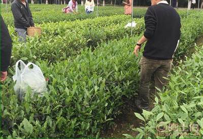 【廣元茶葉苗批量出售#茶葉苗批發(fā)基地】茶樹苗,價格,廠家,供應(yīng)商,其他農(nóng)業(yè),雅安市名山區(qū)惠農(nóng)苗木種植農(nóng)民專業(yè)合作社 - 產(chǎn)品庫