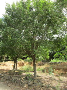 泉州苗木銷售,泉州苗木銷售生產(chǎn)廠家,泉州苗木銷售價(jià)格