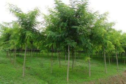 36 2020年國(guó)槐苗木國(guó)家賠償標(biāo)準(zhǔn) 