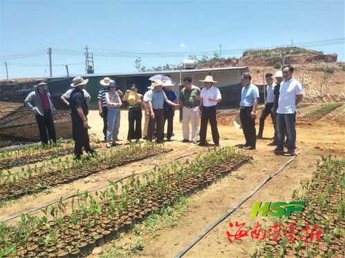 胡翔深入龍江農(nóng)場(chǎng)公司調(diào)研苗木產(chǎn)業(yè)發(fā)展