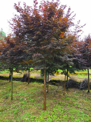 盆栽日本紅楓的養(yǎng)殖方法和注意事項(xiàng)