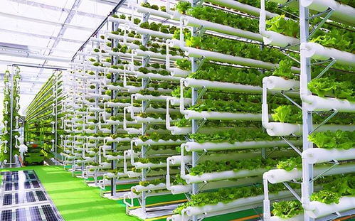 菜農的黃昏 數字農業時代下，90%蔬菜將來自工廠化種植