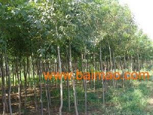 保定清苑綠源苗木基地 專業(yè)供應8公分白蠟苗木的優(yōu)選廠家