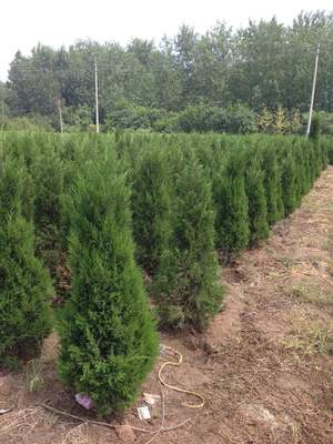 檜柏苗木批發(fā)渠道指南 專業(yè)市場與實用建議