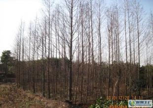 合肥優(yōu)質(zhì)水杉苗木供應(yīng)，綠化工程優(yōu)選，規(guī)格齊全直達世界工廠網(wǎng)