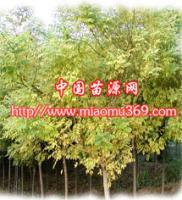 陜西金枝國槐苗木供應(yīng)、采購與行情解析